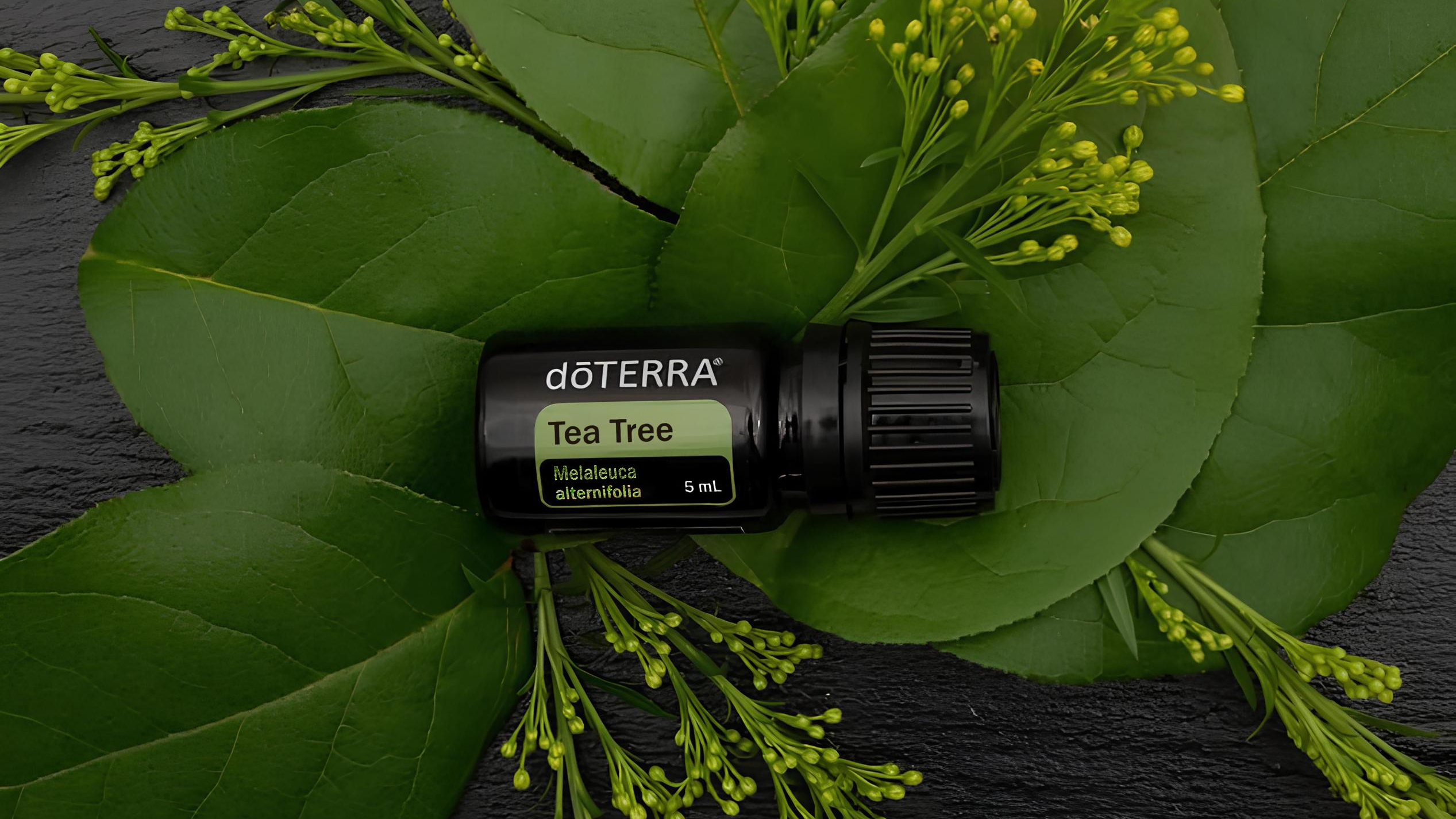 Чайное дерево doTERRA: от вросших ногтей до насморка — полный гайд